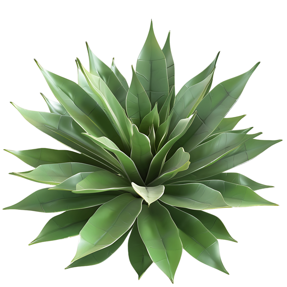 Agave Tequilana Isolated on Transparent Background png