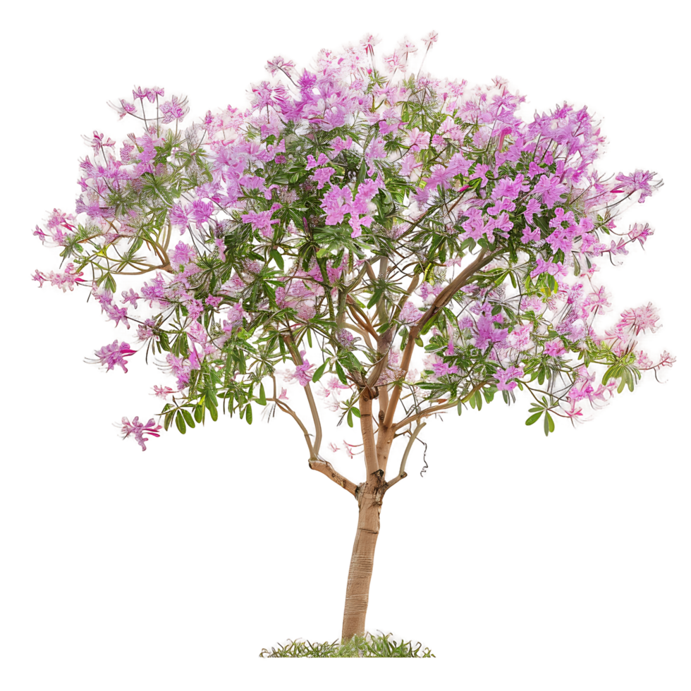 Chilopsis Linearis Tree on Clear Background png