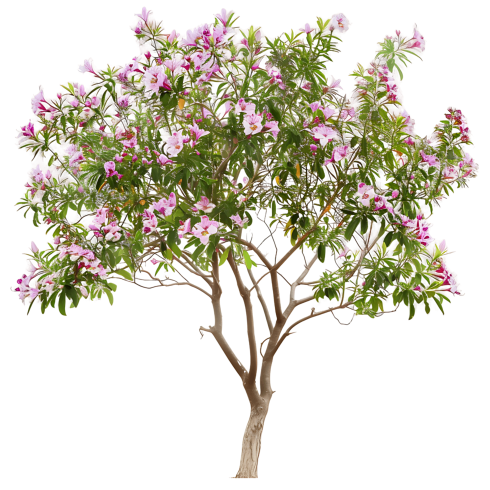 Chilopsis Linearis Tree on Transparent Background png