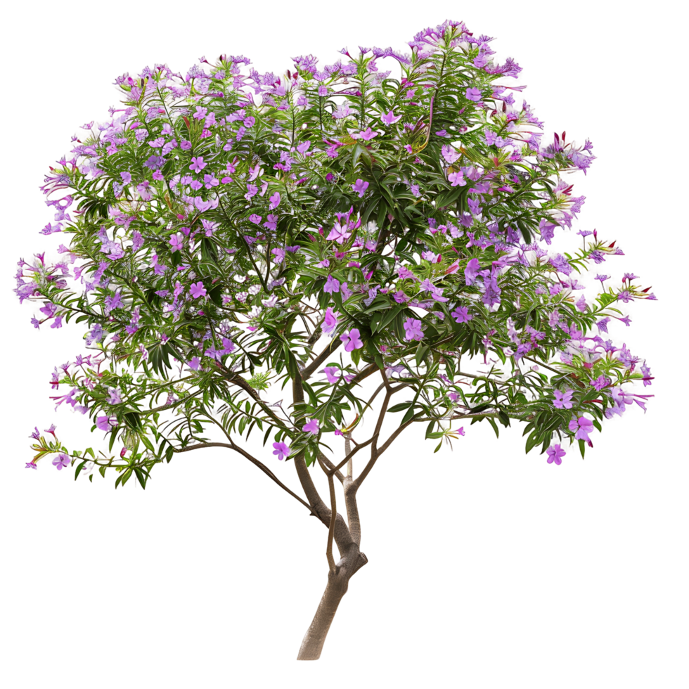 Chilopsis Linearis Tree Isolated on Clear Background png