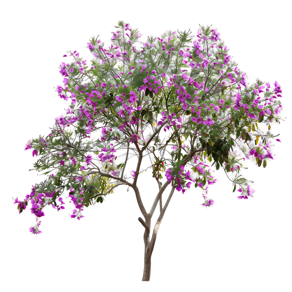 Chilopsis Linearis Tree on Transparent Background Cutout png