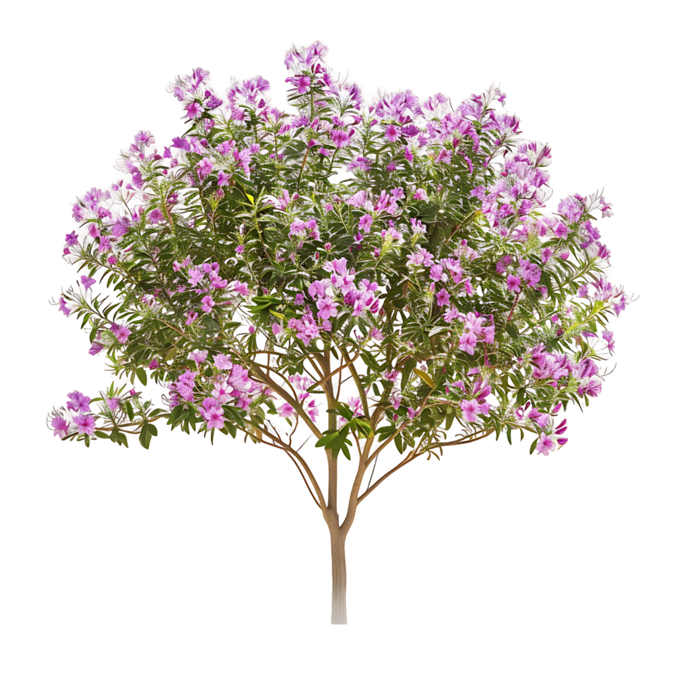 Chilopsis Linearis on Clear Background png