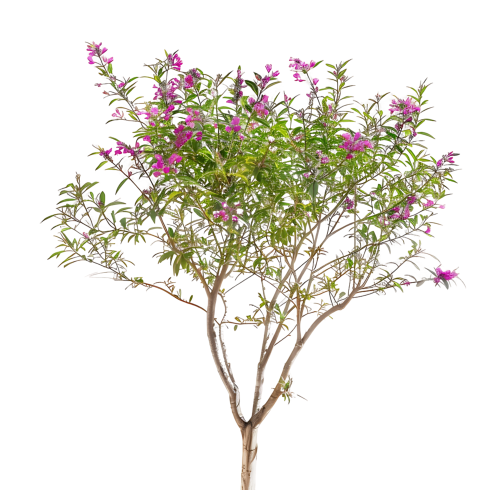 Chilopsis Linearis Isolated on Clear Background png