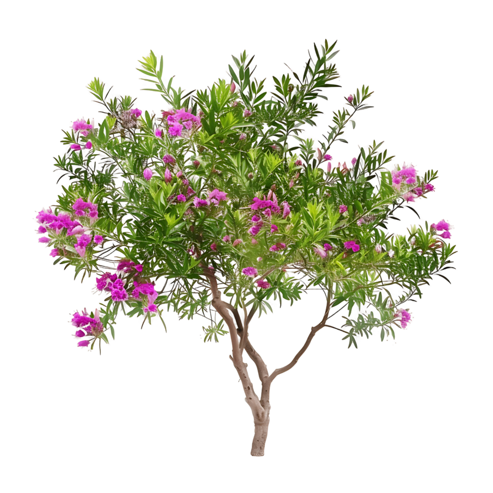 Chilopsis Linearis Tree Isolated on Transparent Background png