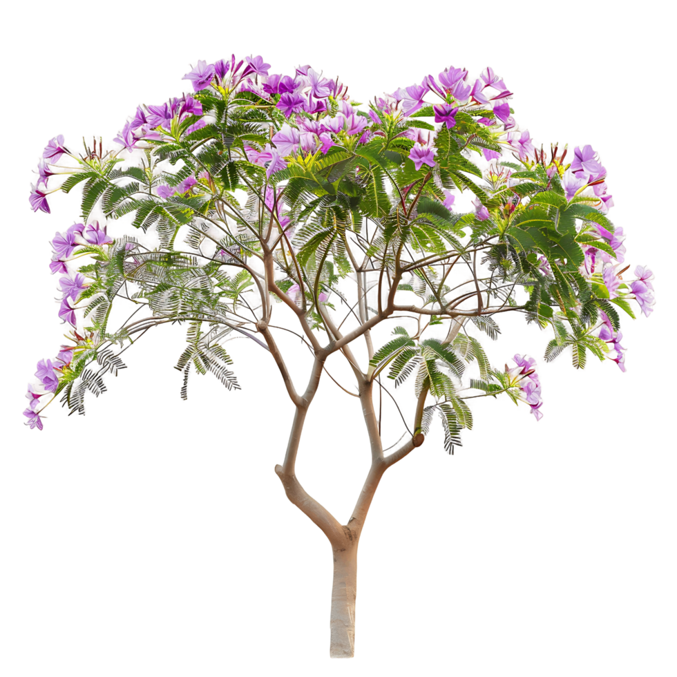 Chilopsis Linearis on Transparent Background Cutout png