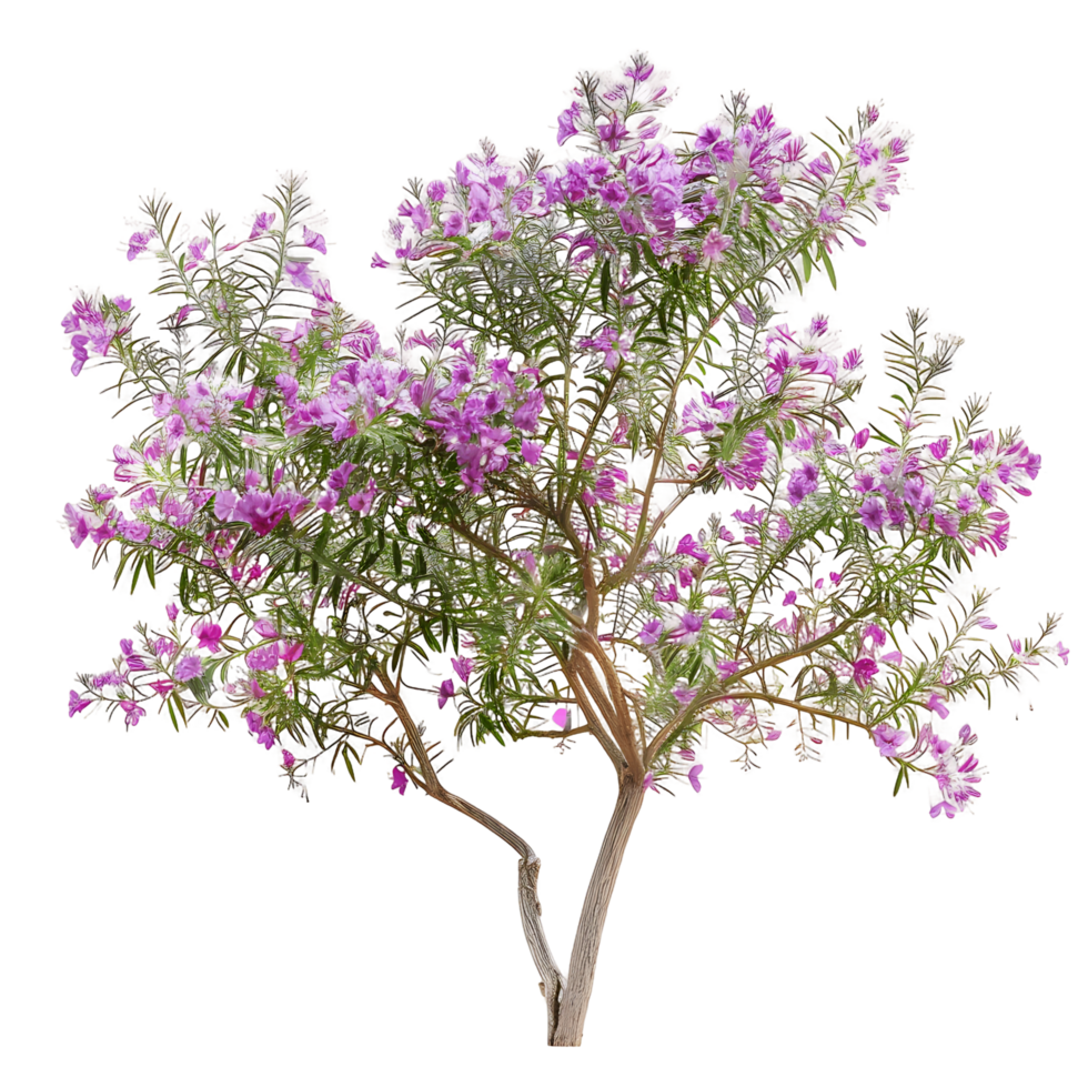 Chilopsis Linearis Tree Isolated on Transparent Background png