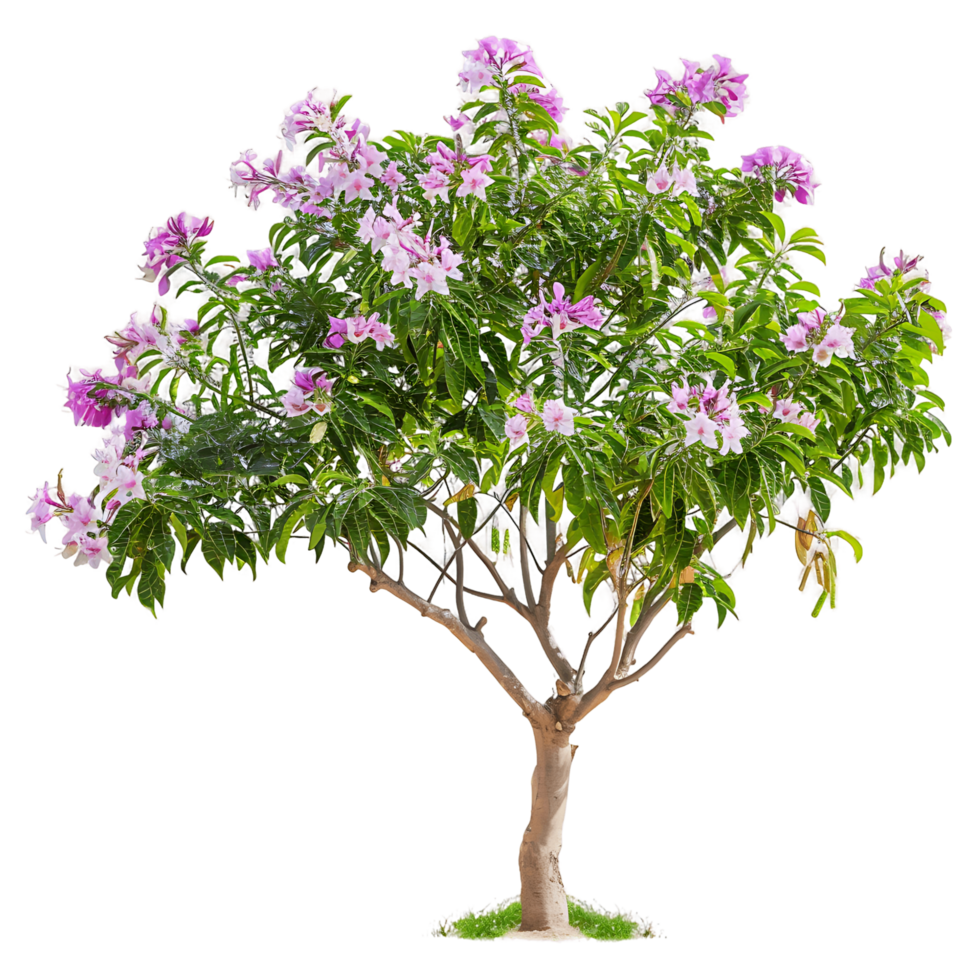 Chilopsis Linearis Tree with Clear Background png