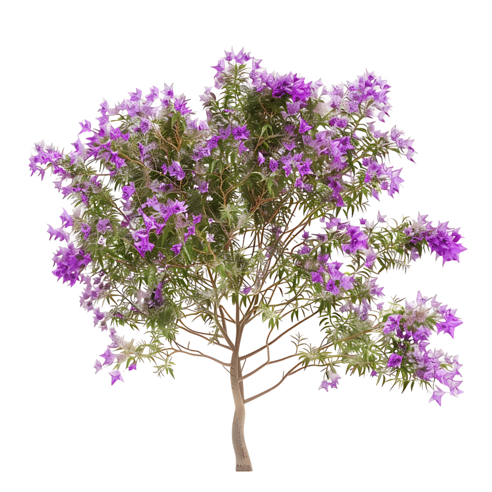 Chilopsis Linearis with Transparent Background png