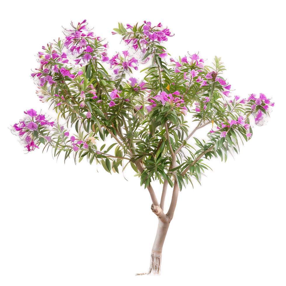 Chilopsis Linearis on Transparent Cutout png