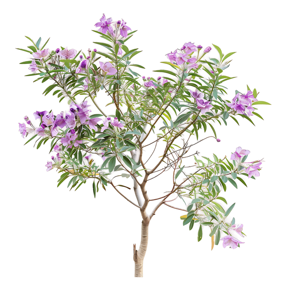 Chilopsis Linearis Isolated on Clear Background png