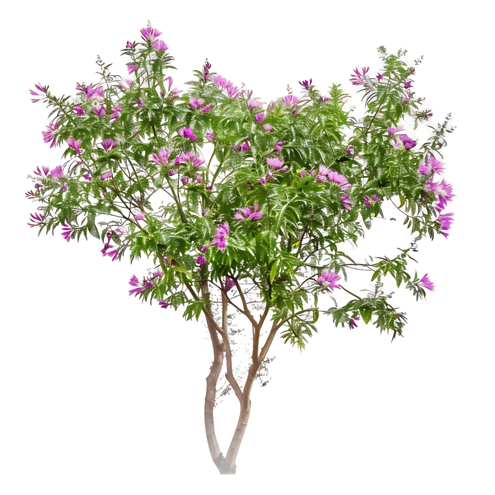 Chilopsis Linearis on Transparent Background png