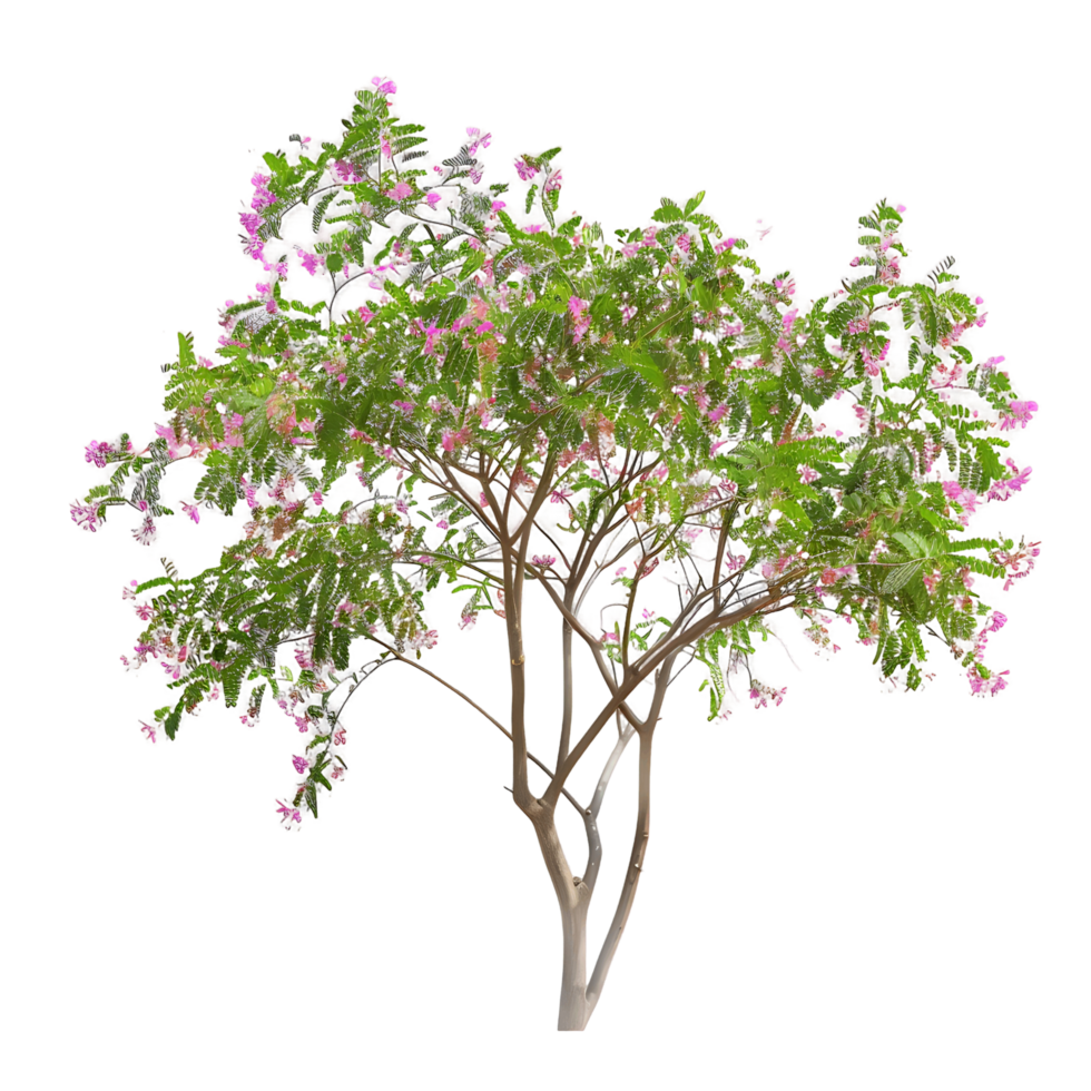 Chilopsis Linearis Isolated on Transparent Background png