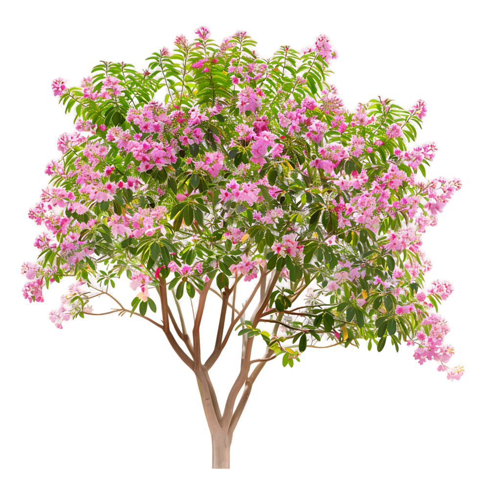 Chilopsis Linearis Tree Isolated on Clear Background png