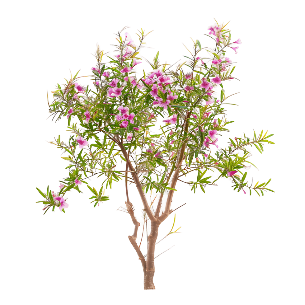 Chilopsis Linearis Isolated on Clear Cutout png