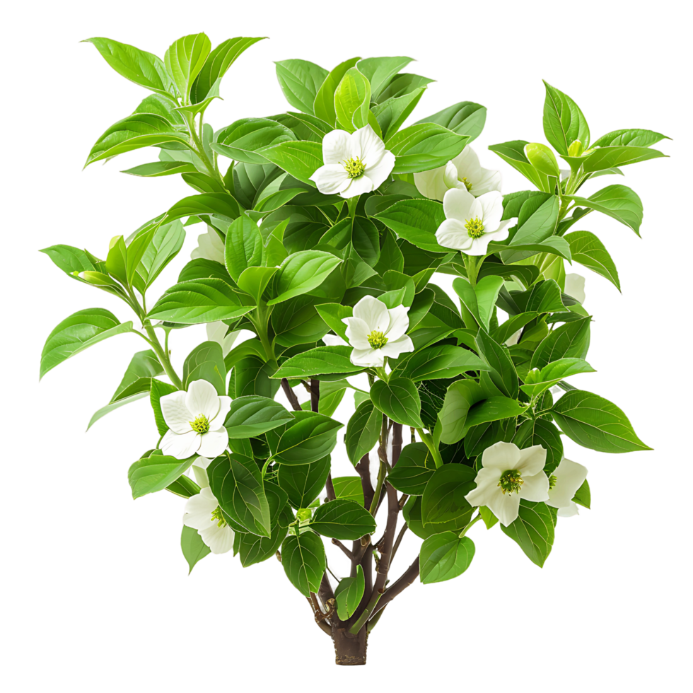 Cornus Canadensis Cutout on Transparent png