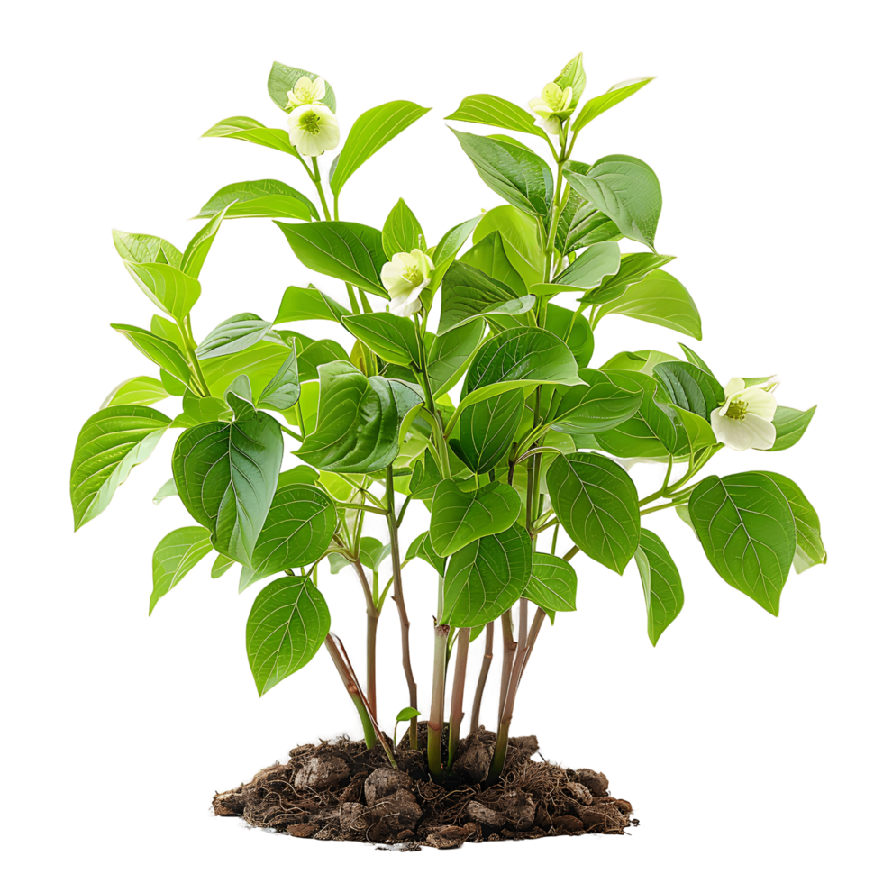 Cornus Canadensis on Transparent Background png