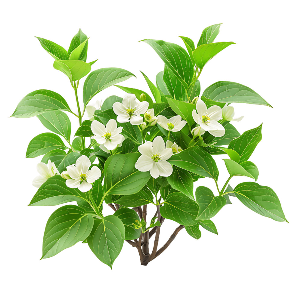 Cornus Canadensis on Transparent Background Cutout png