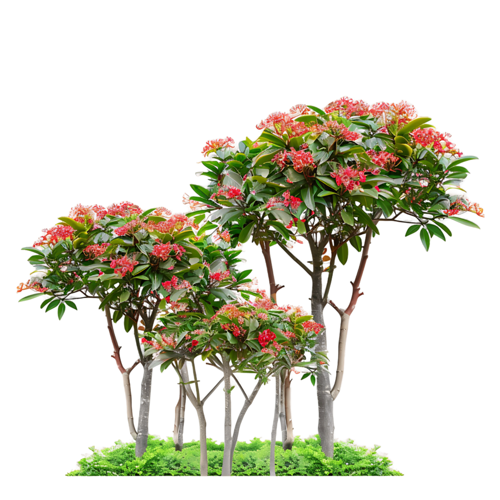 Ixora Taiwanensis Treeline Isolated on Transparent Background png