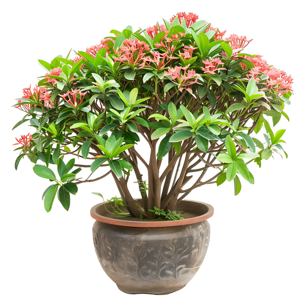Ixora Taiwanensis Treeline Isolated on Clear Background png