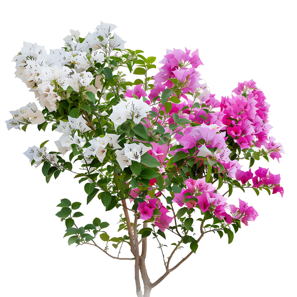 Bougainvillea Glabra Treeline Isolated on Transparent Background png