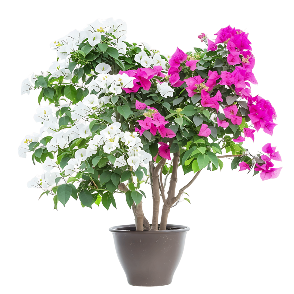 Bougainvillea Glabra Treeline with Transparent Background png