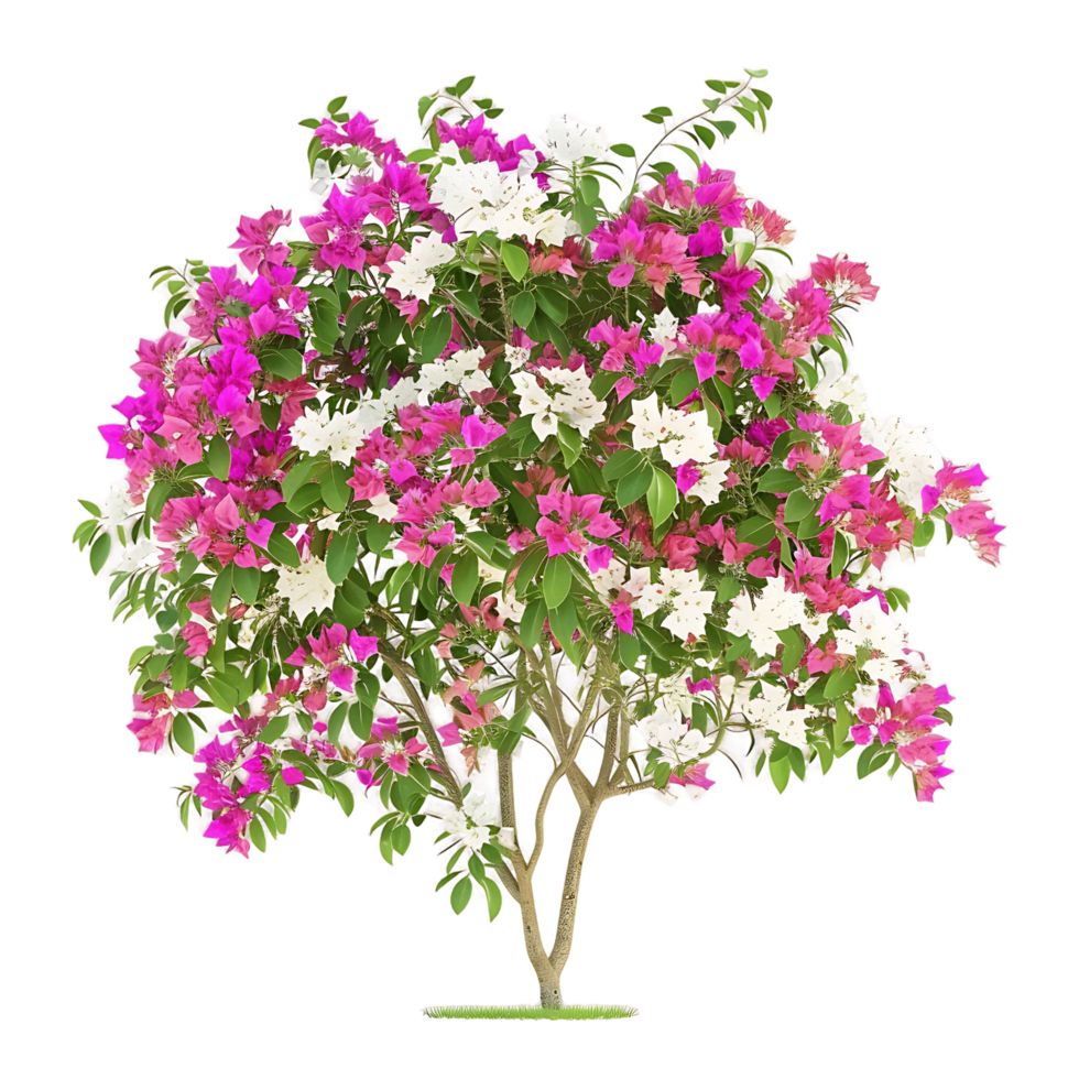Bougainvillea Glabra Treeline Isolated on Clear Background png