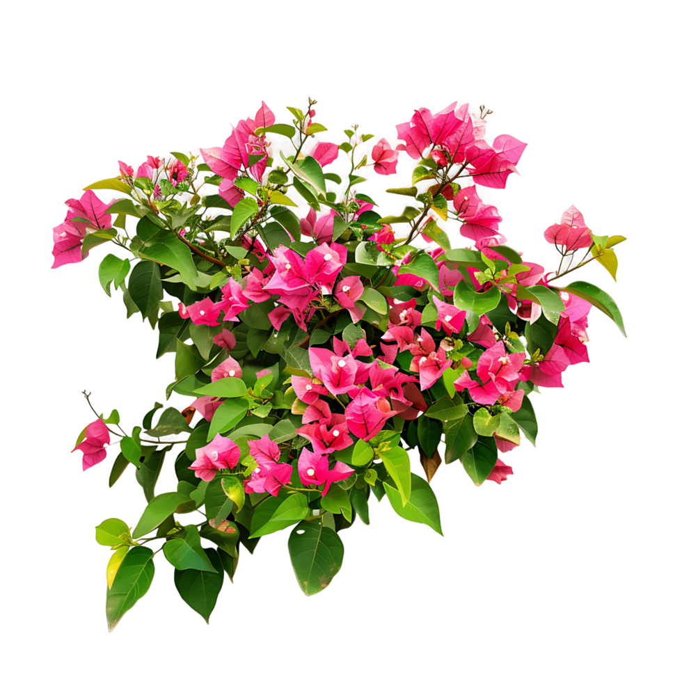Bougainvillea Glabra Treeline Isolated on Clear Cutout png