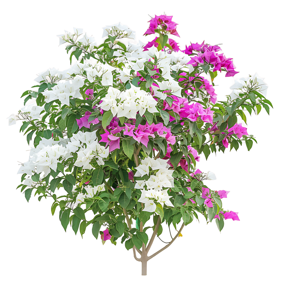 Bougainvillea Glabra Treeline on Transparent Background Cutout png
