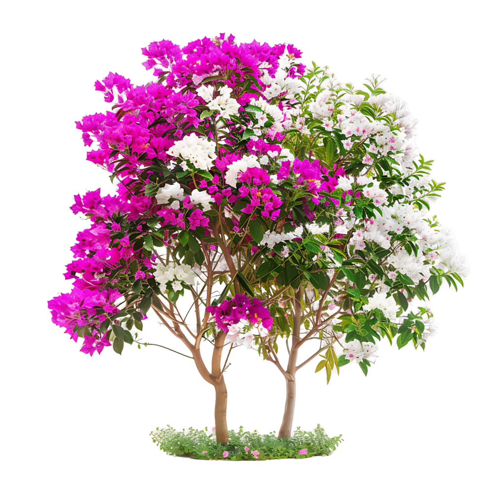 Bougainvillea Glabra on Transparent Background png