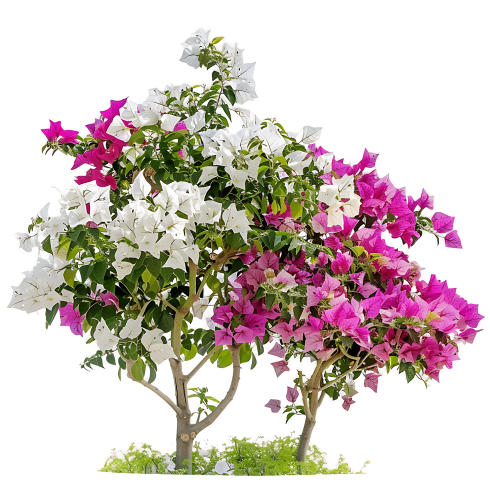 Bougainvillea Glabra on Clear Background Cutout png