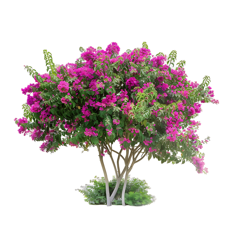 Bougainvillea Glabra Treeline with Clear Background png