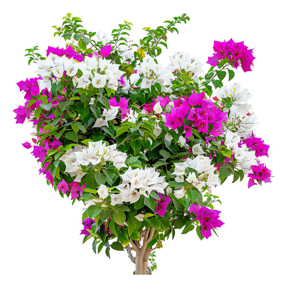 Bougainvillea Glabra Treeline Isolated on Transparent Background png
