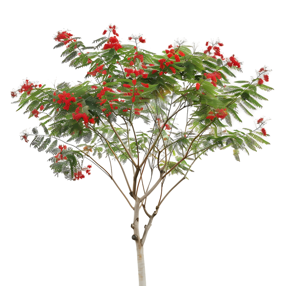 Caesalpinia Pulcherrima Tree Cutout on Transparent png