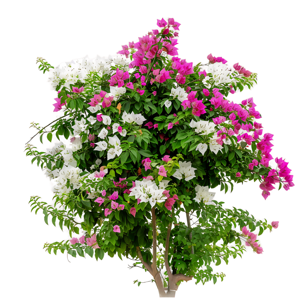 Bougainvillea Glabra Isolated on Transparent png