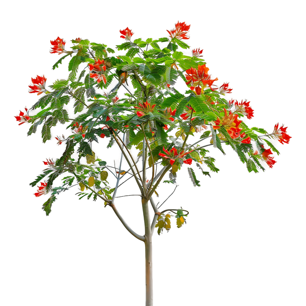 Caesalpinia Pulcherrima Tree Isolated on Clear Background png