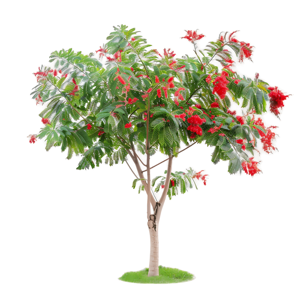 Caesalpinia Pulcherrima Tree Isolated on Transparent Background png