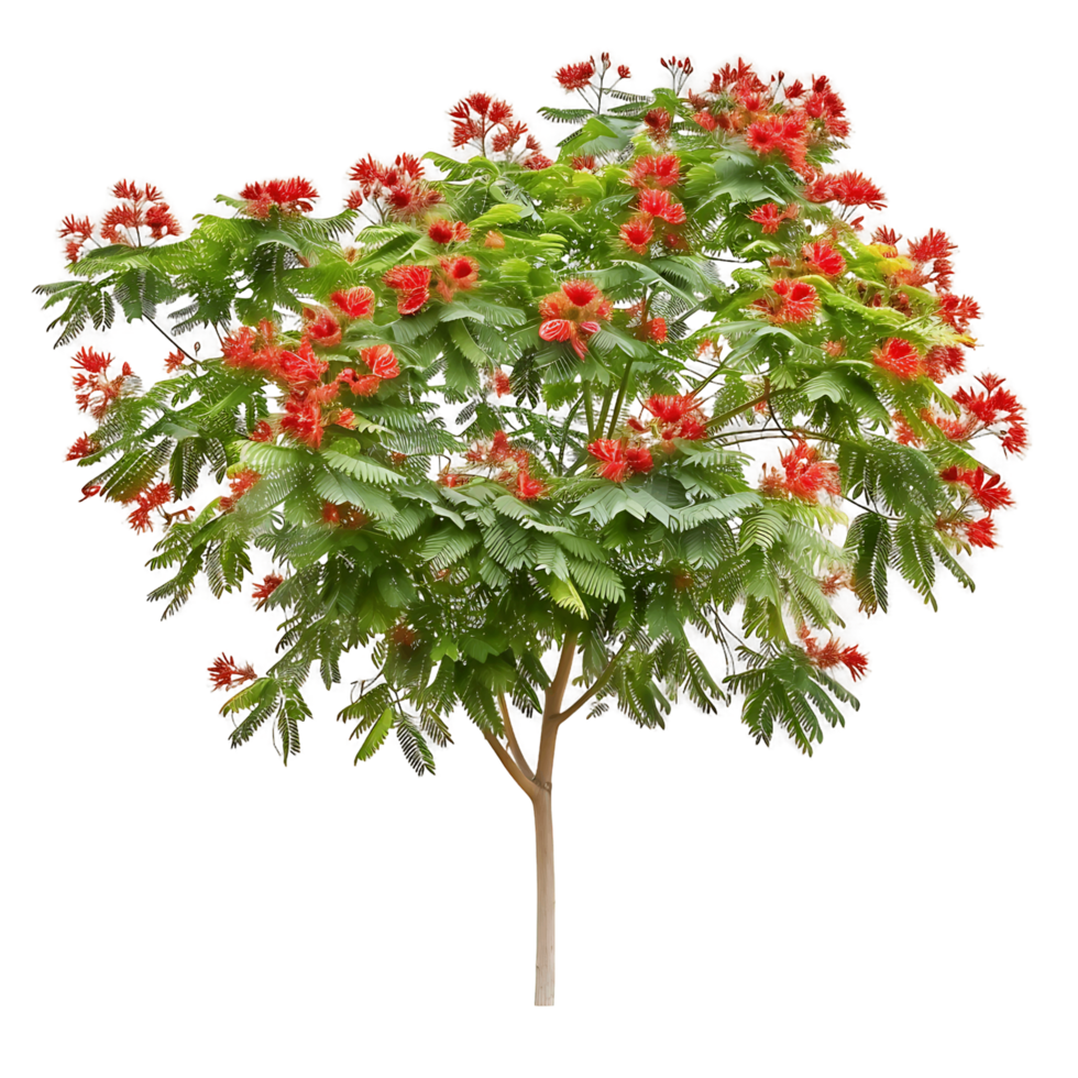 Caesalpinia Pulcherrima Tree with Transparent Background png
