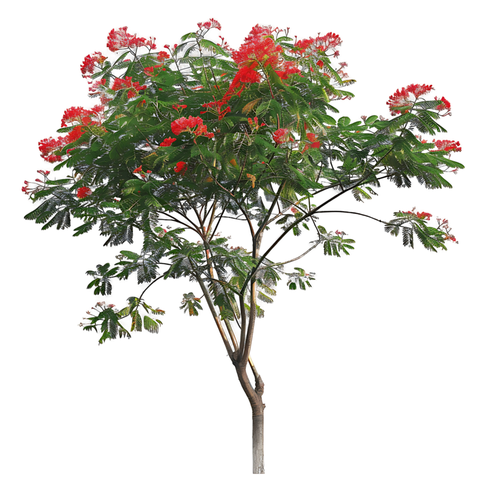 Caesalpinia Pulcherrima Tree on Clear Background png