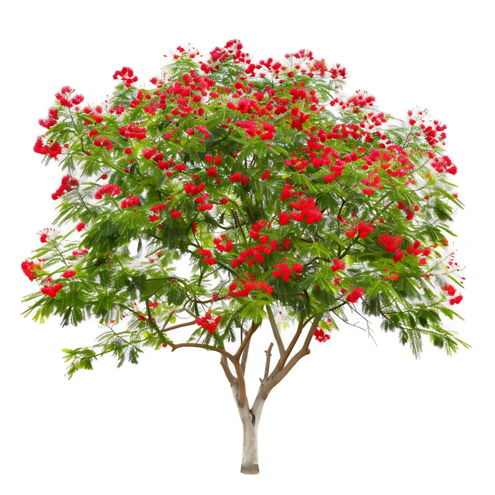 Caesalpinia Pulcherrima Tree on Transparent Cutout png