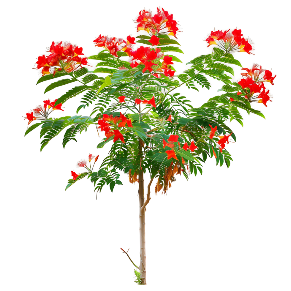 Caesalpinia Pulcherrima Isolated on Transparent Background png