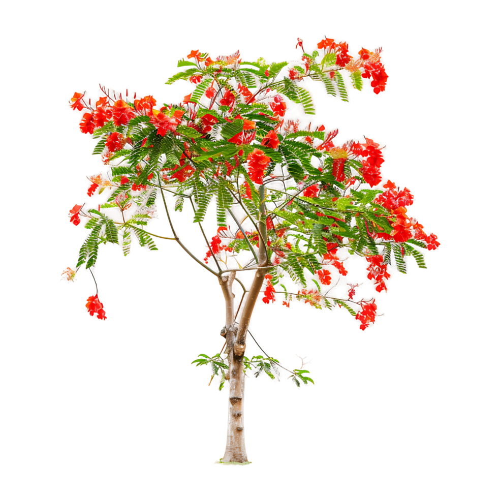 Isolated Caesalpinia Pulcherrima Tree on Transparent Background png