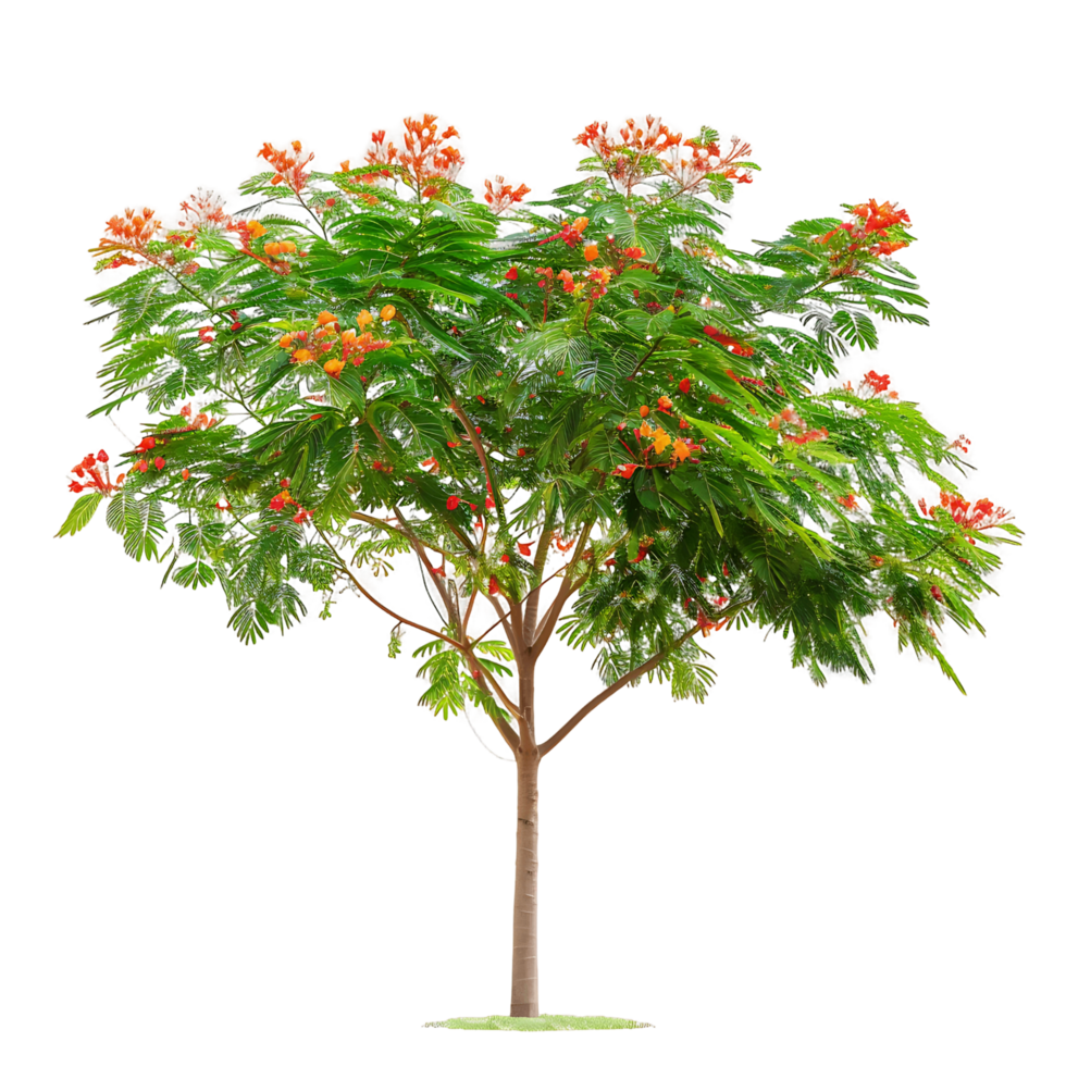 Caesalpinia Pulcherrima Tree Isolated on Clear Cutout png