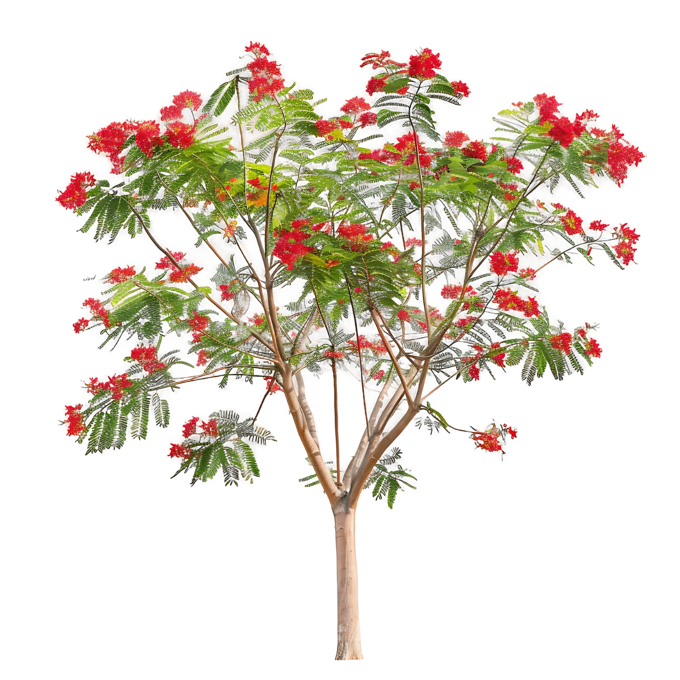 Caesalpinia Pulcherrima Tree with Clear Background png