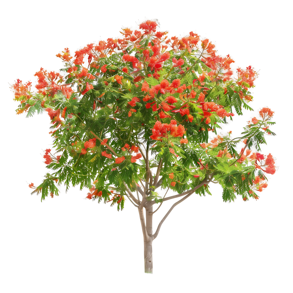 Caesalpinia Pulcherrima on Transparent Background png