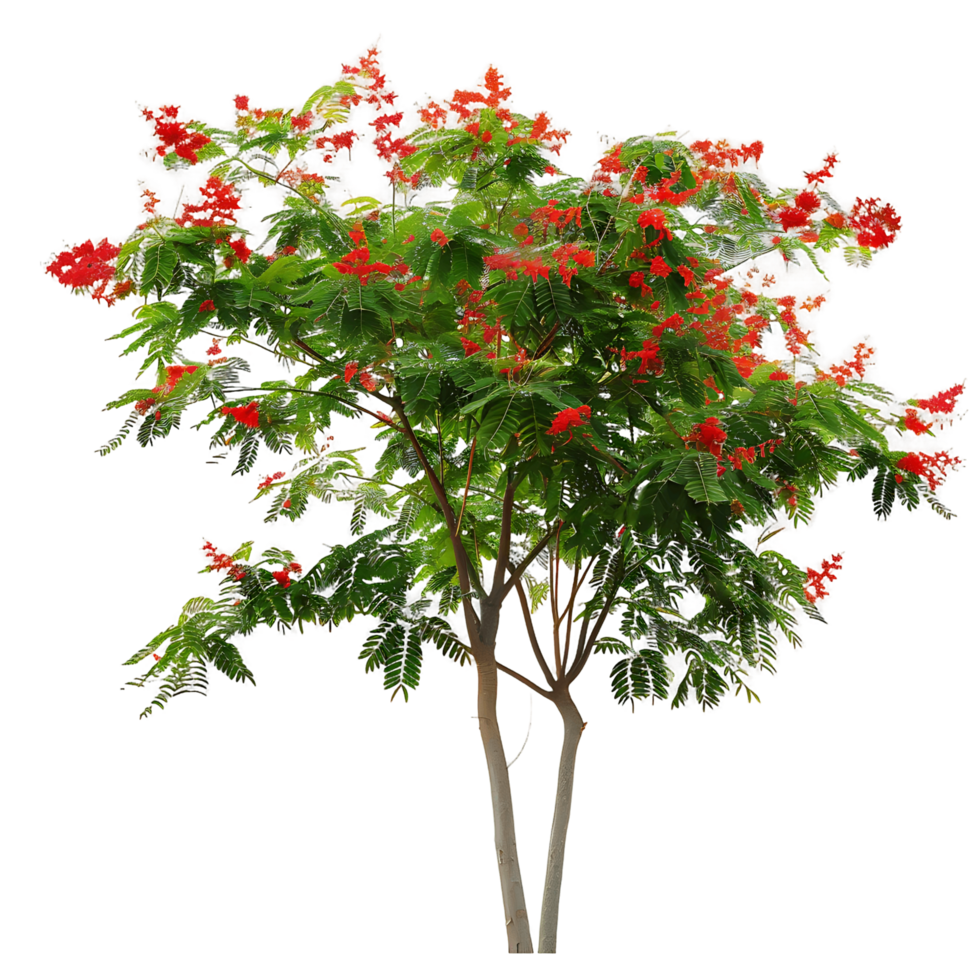 Caesalpinia Pulcherrima on Transparent Background Cutout png