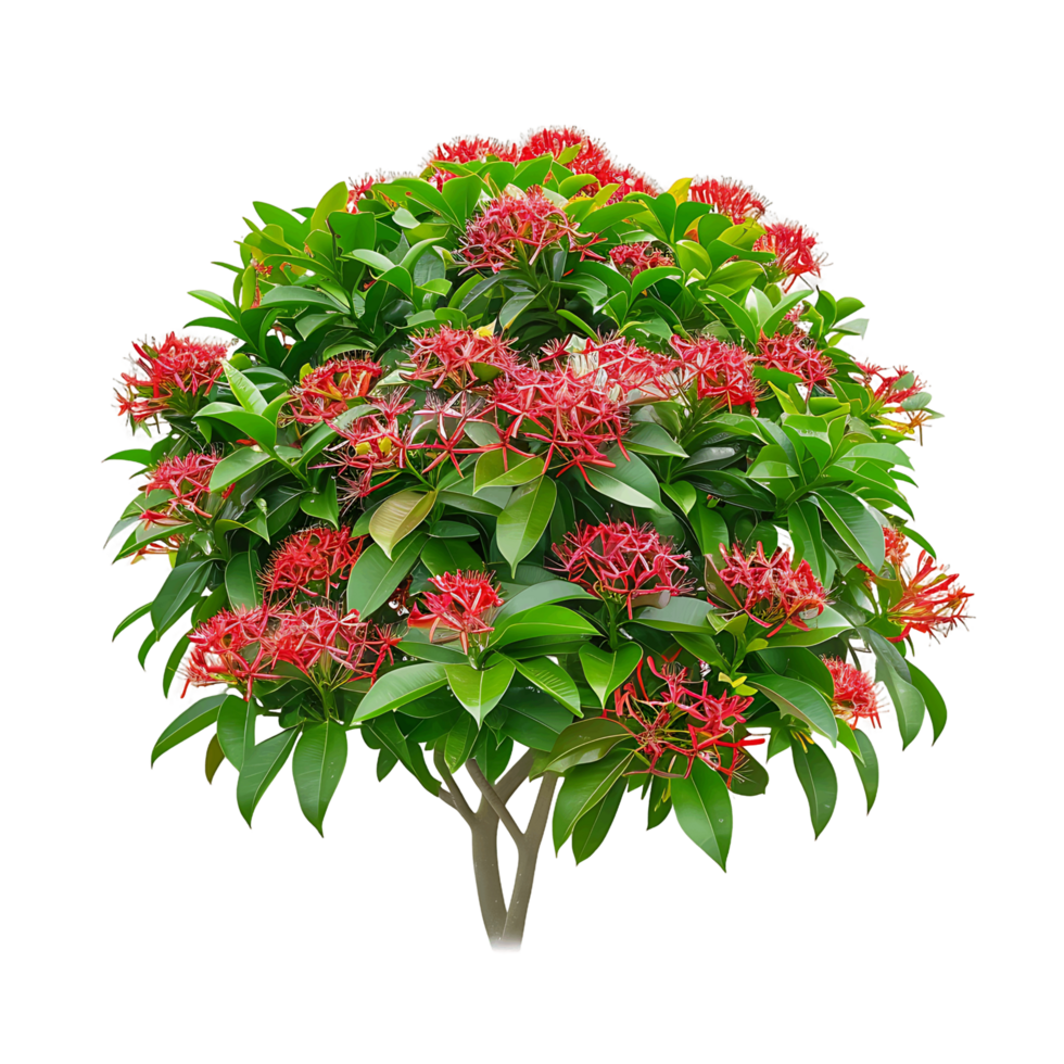 Ixora Taiwanensis Isolated on Transparent Background png