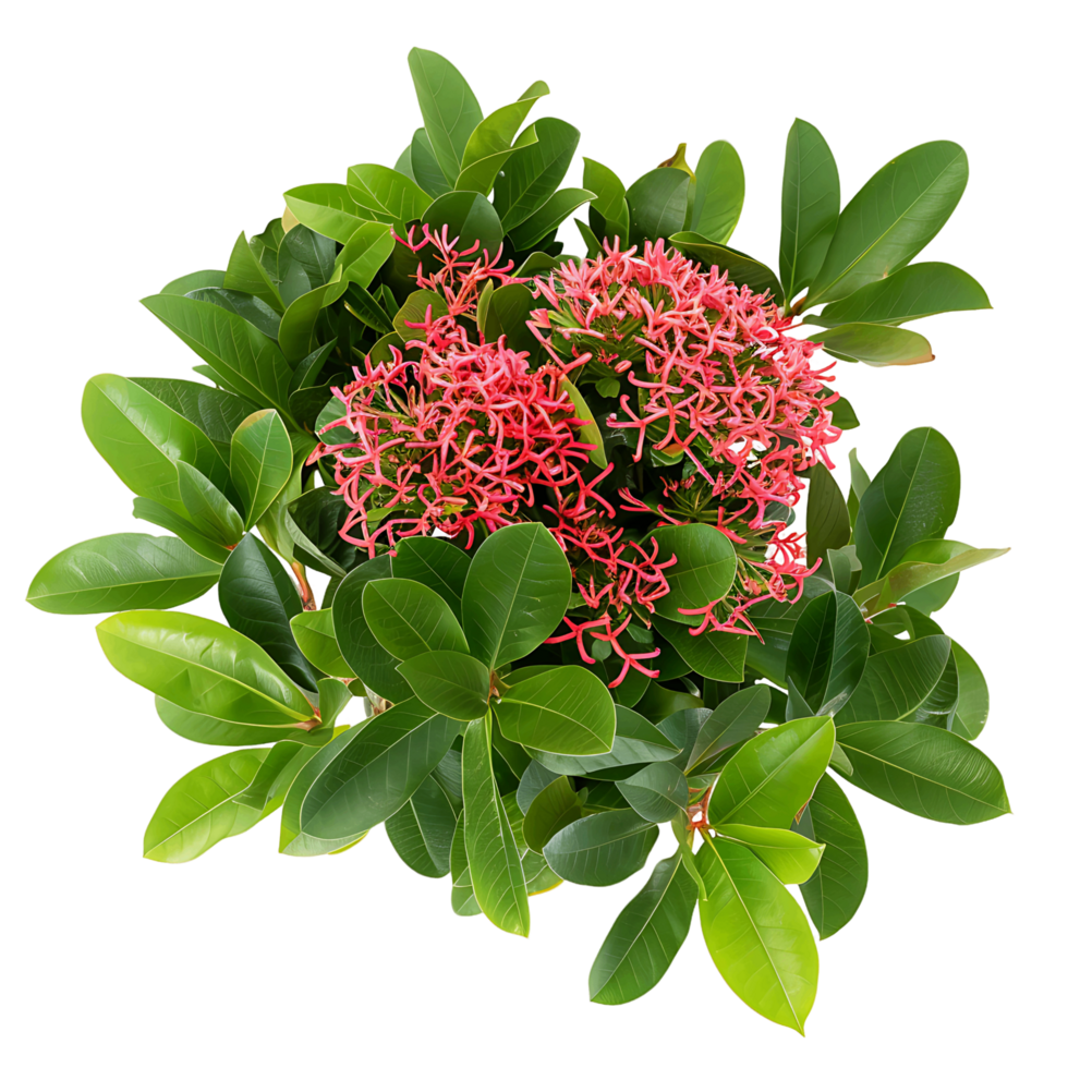 Ixora Taiwanensis Treeline Isolated on Transparent Cutout png