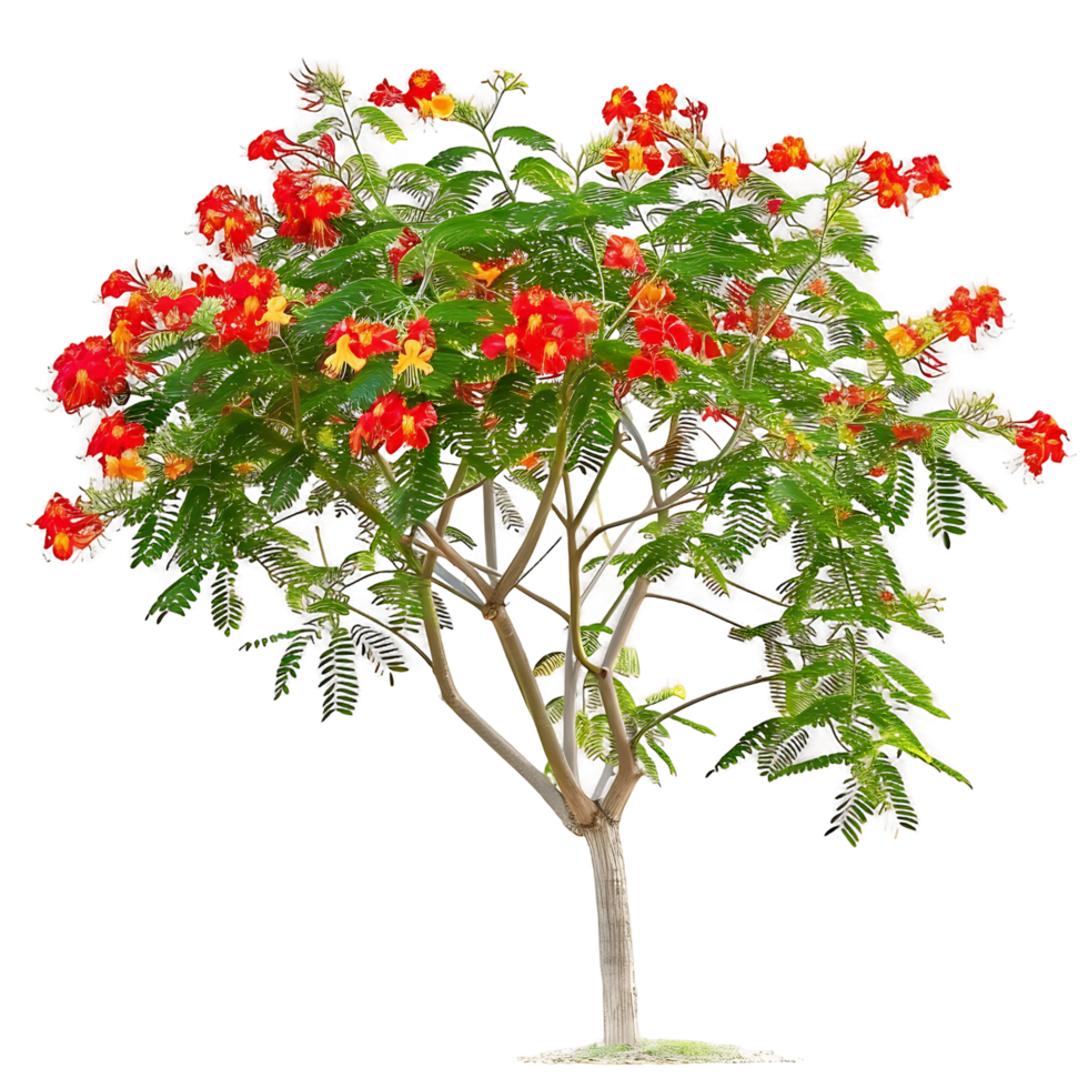 Caesalpinia Pulcherrima Tree on Clear Background Cutout png