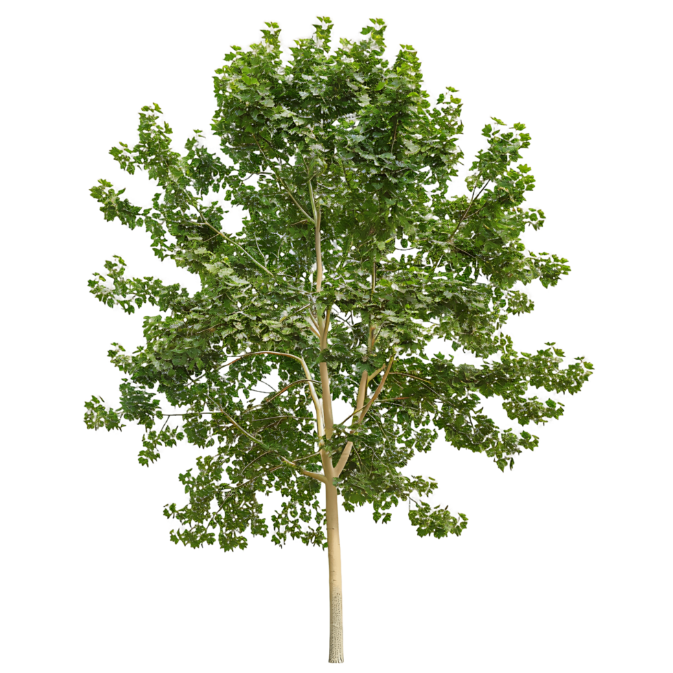 Platanus Acerifolia Tree with Transparent Background png