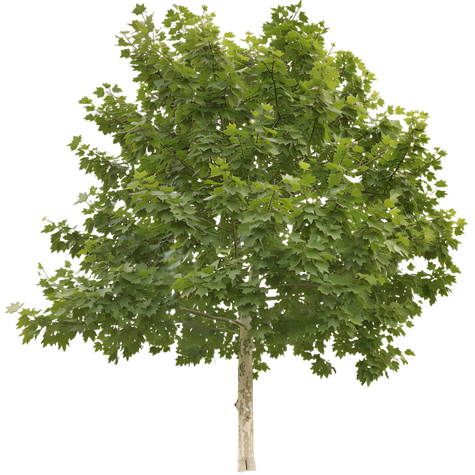 Platanus Acerifolia Tree on Clear Background Cutout png